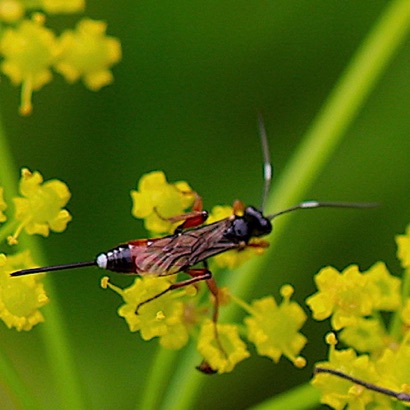 Aritranis director (female)