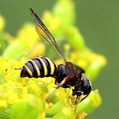 Potter Wasp