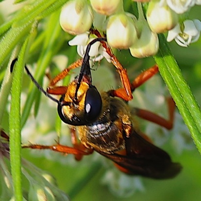 Great Golden Digger Wasp