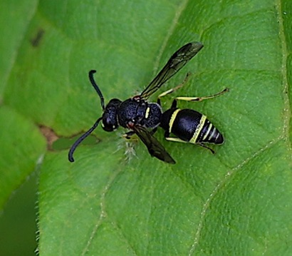 Potter Wasp