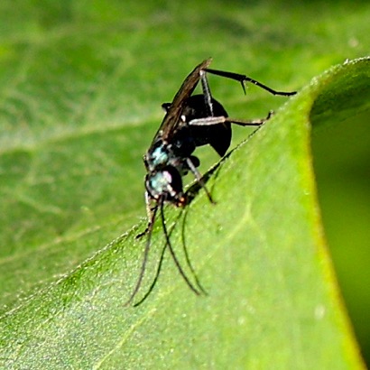 Emerald Wasp