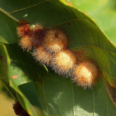 Gall  -  Bur Talk Gall Wasp