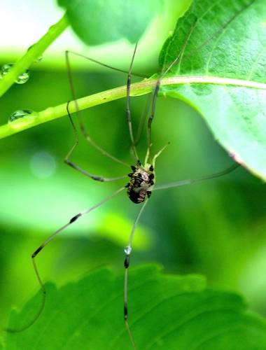 Harvestman
Leiobunum spp.