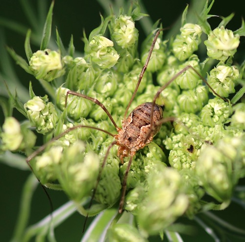 Harvestman
Leiobunum spp.