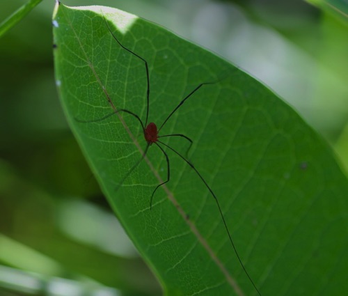 Harvestman
Leiobunum spp.