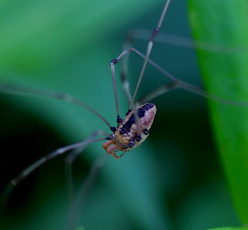 Harvestman
Leiobunum spp.