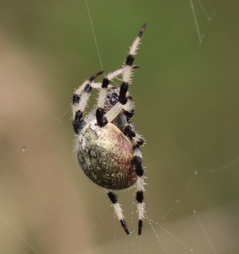 Marbled Orb Weaver 
Araneus marmoreus