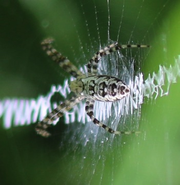 Unknown Spider