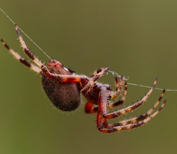 Spotted Orb Weaver
Araneus marmoleum