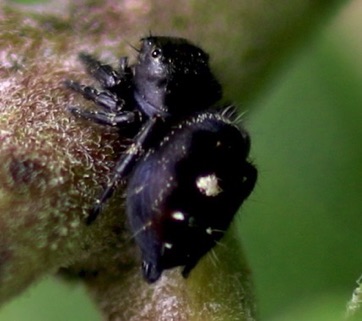 Bold Jumper
Phidippus audax