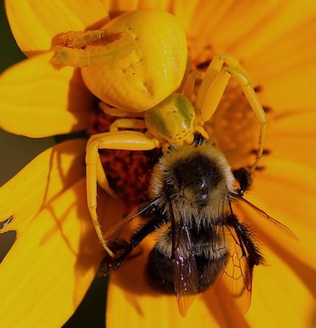 Goldenrod Crab Spider
Thomisidae spp.