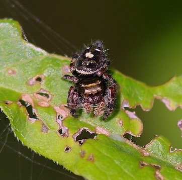 Bold Jumper
Phidippus audax