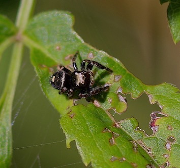 Bold Jumper
Phidippus audax