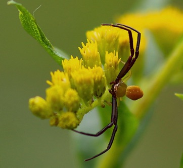 Whitebanded Crab Spider
Misumenoides formosipes