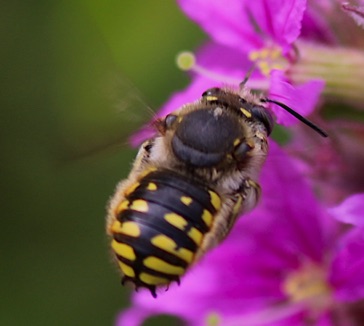 European Wool Carder
Anthidium manicatum