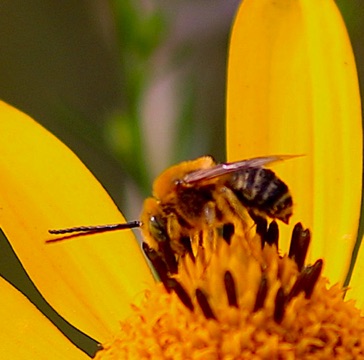 Long-horned Bee