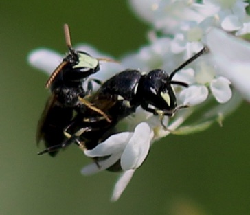 Eastern Modest Masked Bee
Hylaeus modestus