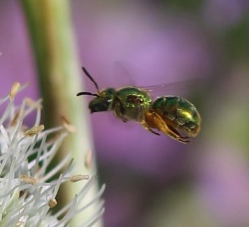 Green Metallic Bee