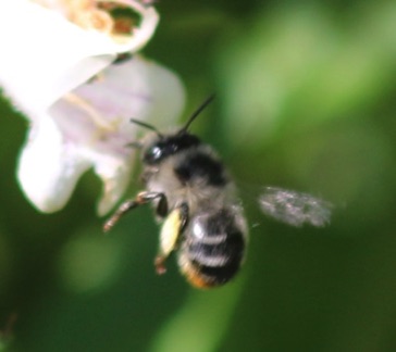 Longhorn Bee