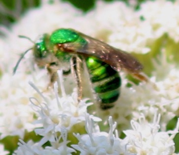 Green Metallic Bee