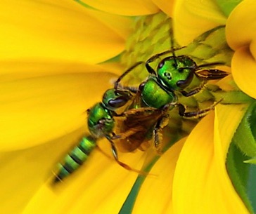 Green Metallic Bees