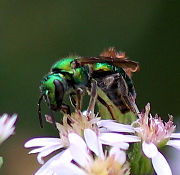 Green Metallic Bee