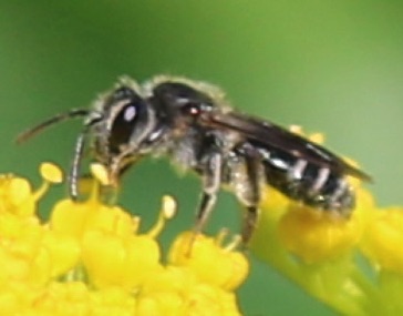 Ligated Furrow Bee
Halictus ligatus