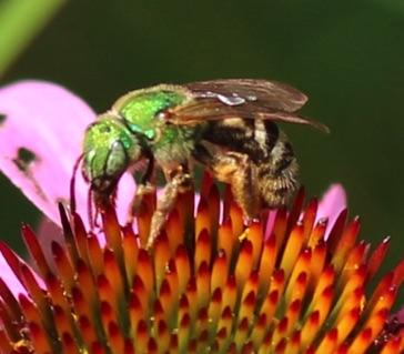 Striped Green Metallic Bee
Agapostemon virescent