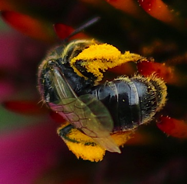 Orange-tipped Wooddigger
Anthophora terminalis