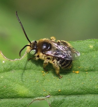 Long-horned Bee (male)