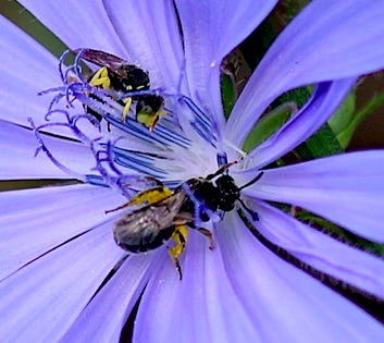 Slender-faced Masked Bee