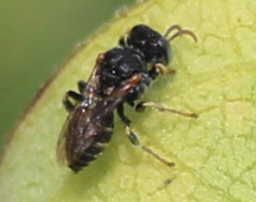 Cuckoo Leafcutting Bee