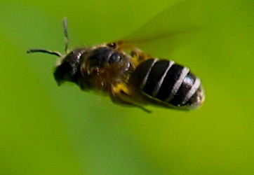 Leafcutting Bee