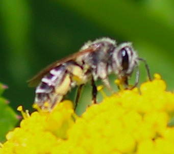 Cellophane Bee