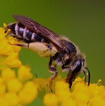 Ligated Furrow Bee
Halictus ligated