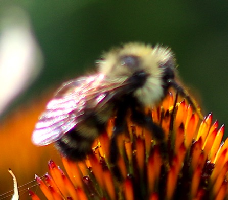 Northern Amber Bumble Bee
Bombus borealis