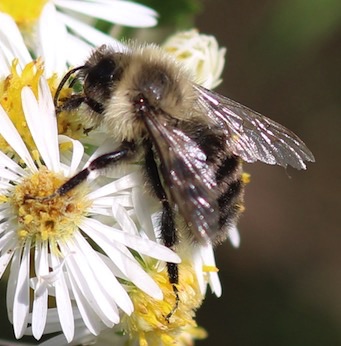 Perplexing Bumble Bee
Bombus perplexus