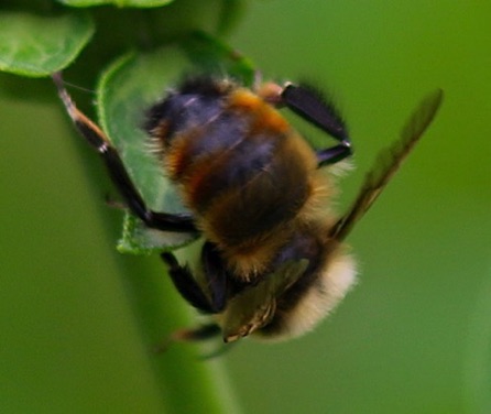 Red-belted Bumble Bee
Bombus rufocinctus