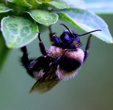 Lemon Cuckoo Bumble Bee
Bombus citrinus