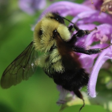 Two-spotted Bumble Bee
Bombus bimaculotus