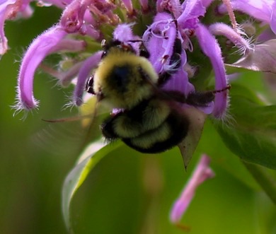 Two-spotted Bumble Bee
Bombus bimaculotus