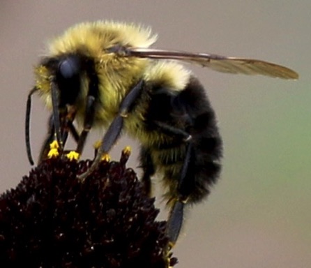 Eastern Common Bumble Bee
Bombus impatiens