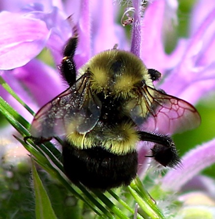 Eastern Common Bumble Bee
Bombus impatiens