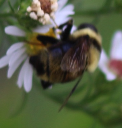 Rusty-patched Bumble Bee 
Bombus affinis