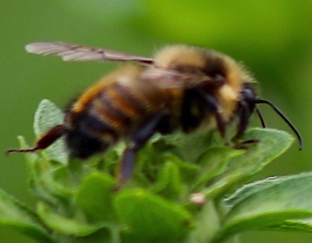 Red-belted Bumble Bee
Bombus rufocinctus