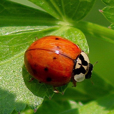 Multicolored Asian Ladybird (alien)*
Harmonia axyridis