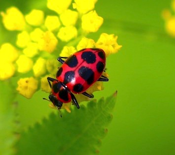 Spotted Ladybird*
Coleomegilla maculate lengi