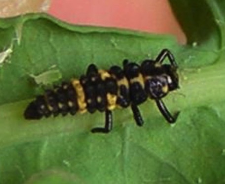 Spotted Ladybird Larva
Coleomegilla maculate lengi