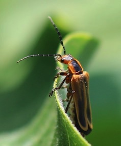 Marginal Leather-wing*
Chauliognathus marginatus