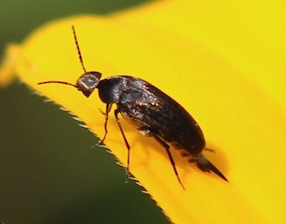 Tumbling Flower Beetle*
Mordellaria serval